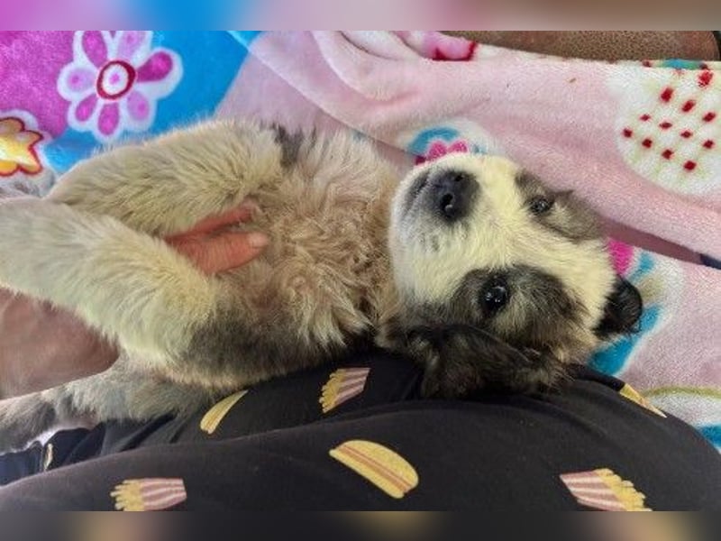 Julie Zuckerschnute Julie Zuckerschnute