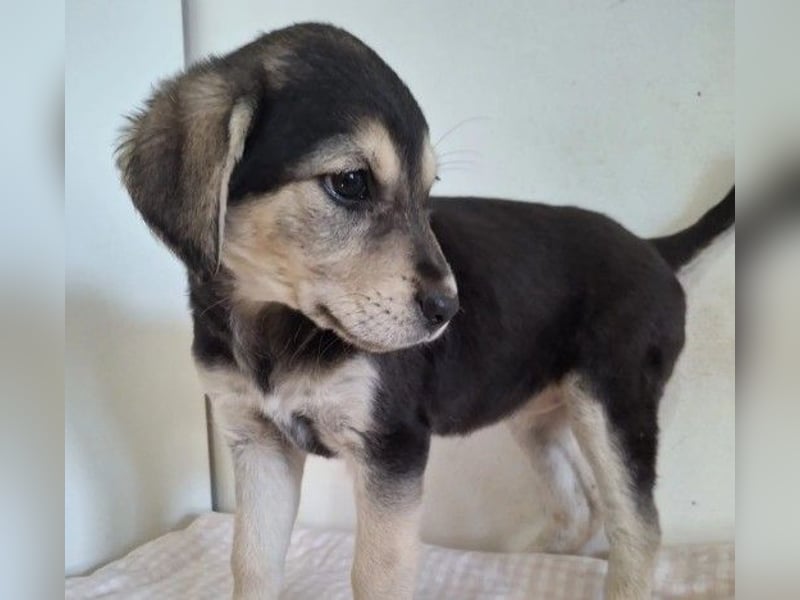 TILLY - zuckersüßes Welpenmädchen sucht liebevolle Familie TILLY - zuckersüßes Welpenmädchen sucht liebevolle Familie