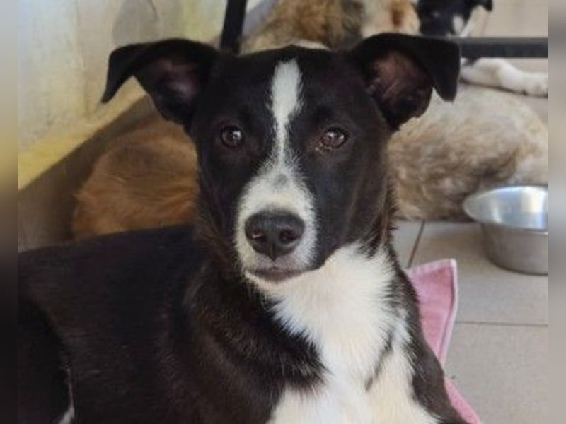 Aapo sucht Liebe und Abenteuer