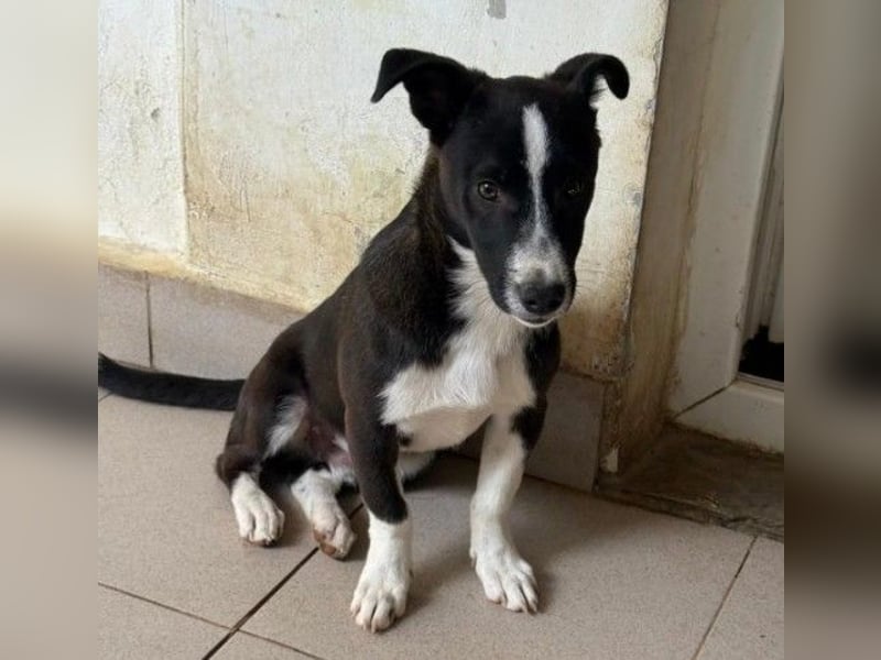 Aapo sucht Liebe und Abenteuer