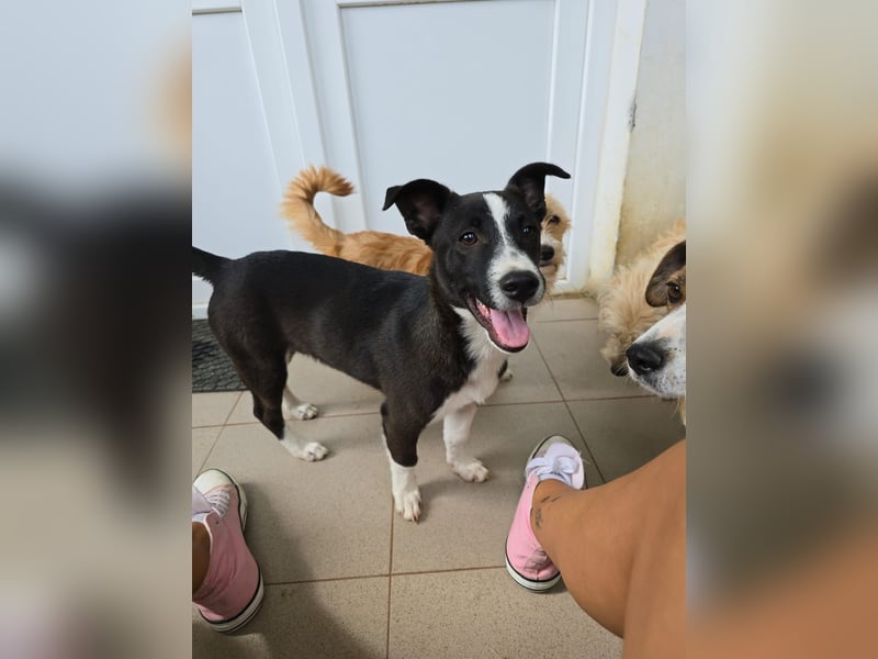 Aapo sucht Liebe und Abenteuer