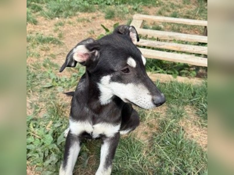 Fröhlicher Junghund Caspar sucht seine Menschen