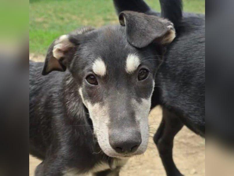 Fröhlicher Junghund Caspar sucht seine Menschen