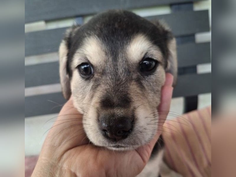 TILLY - zuckersüßes Welpenmädchen sucht liebevolle Familie TILLY - zuckersüßes Welpenmädchen sucht liebevolle Familie