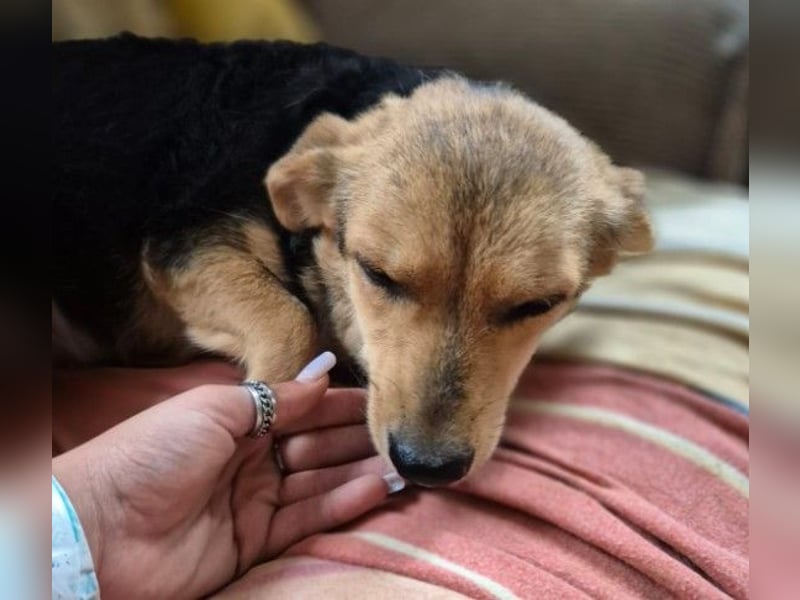 Zarte Seele Moni sucht Geborgenheit Zarte Seele Moni sucht Geborgenheit