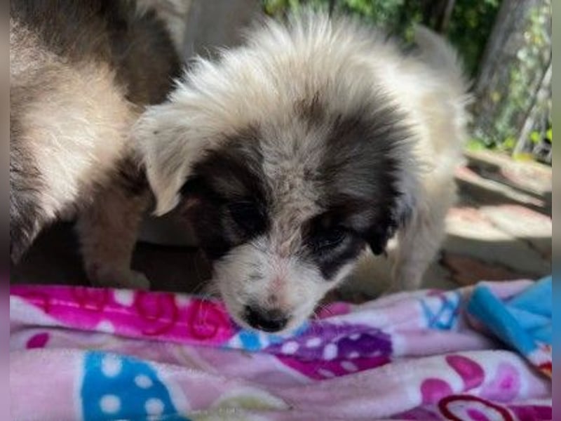 Julie Zuckerschnute Julie Zuckerschnute