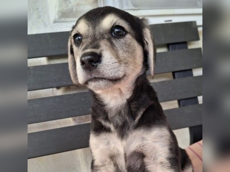 TILLY - zuckersüßes Welpenmädchen sucht liebevolle Familie TILLY - zuckersüßes Welpenmädchen sucht liebevolle Familie