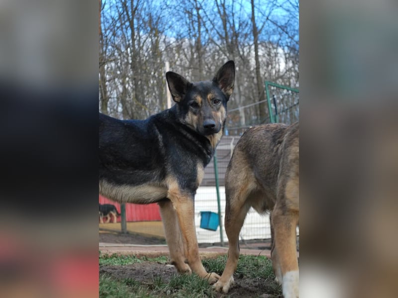 Emil - liebenswerter Rüde