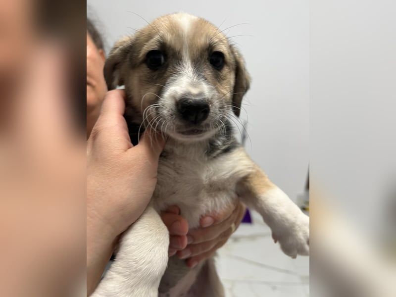 Paki- süßes Welpenmädchen sucht ihr Herzensmenschen