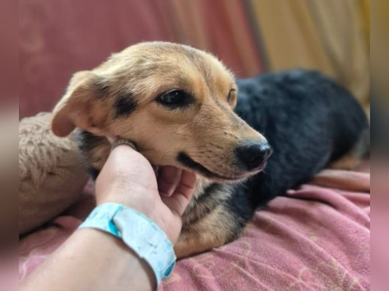 Zarte Seele Moni sucht Geborgenheit Zarte Seele Moni sucht Geborgenheit