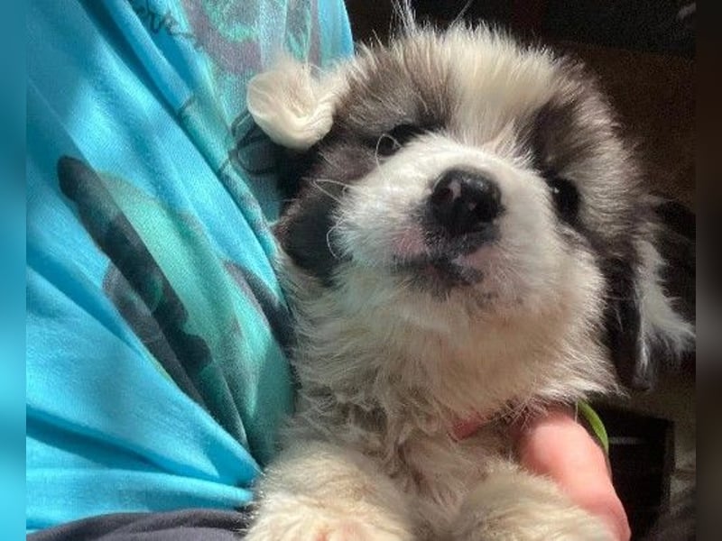 Julie Zuckerschnute Julie Zuckerschnute