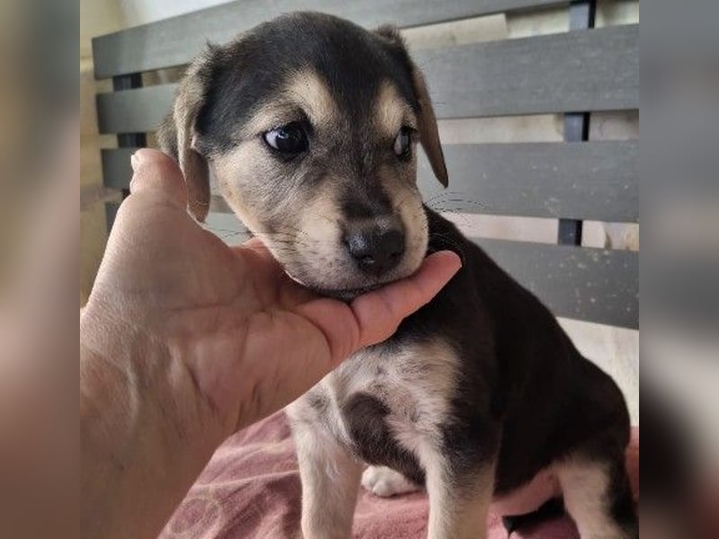 TILLY - zuckersüßes Welpenmädchen sucht liebevolle Familie TILLY - zuckersüßes Welpenmädchen sucht liebevolle Familie