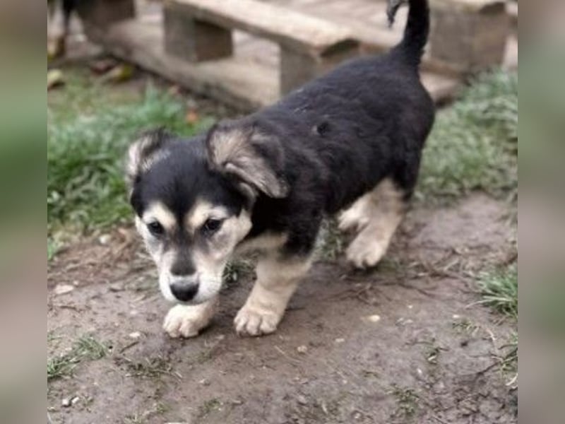 TONI - zauberhaftes Welpenmädchen sucht liebevolle Familie