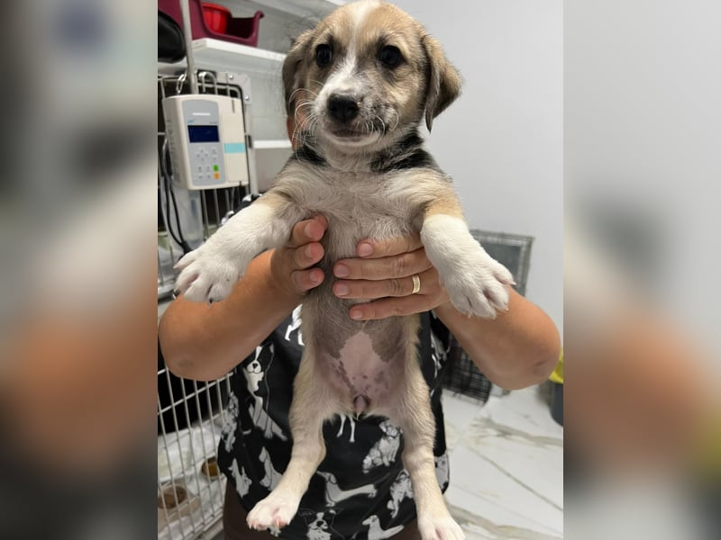 Paki- süßes Welpenmädchen sucht ihr Herzensmenschen