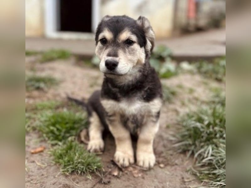 TONI - zauberhaftes Welpenmädchen sucht liebevolle Familie