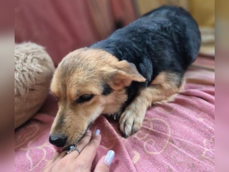 Zarte Seele Moni sucht Geborgenheit Zarte Seele Moni sucht Geborgenheit