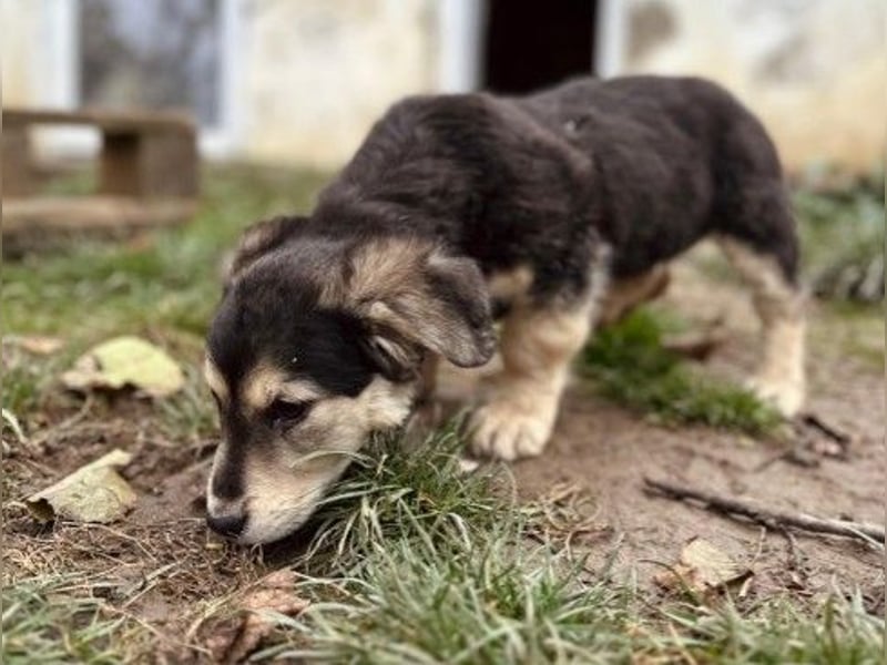 TONI - zauberhaftes Welpenmädchen sucht liebevolle Familie