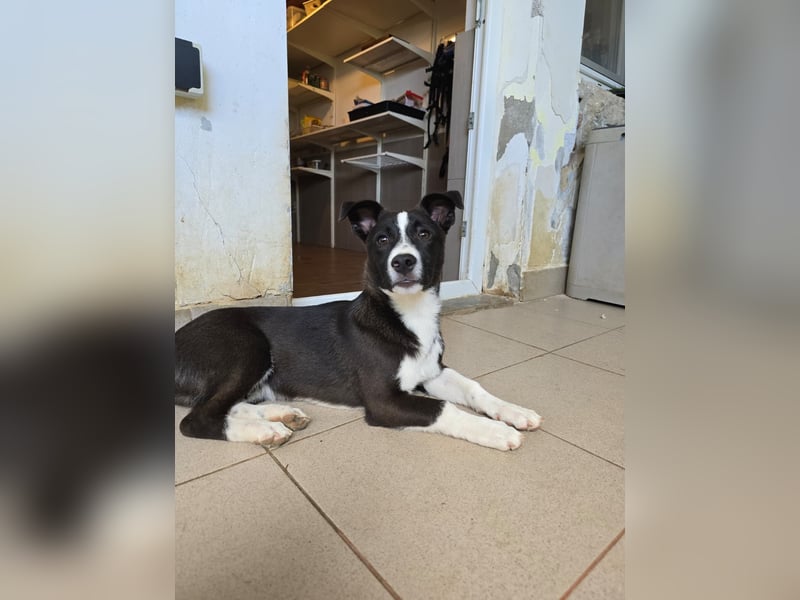 Aapo sucht Liebe und Abenteuer