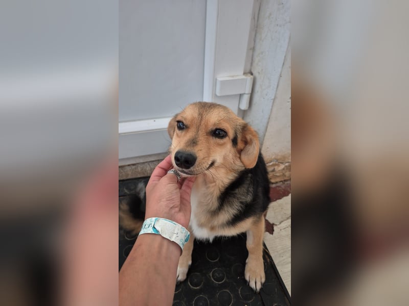 Zarte Seele Moni sucht Geborgenheit Zarte Seele Moni sucht Geborgenheit