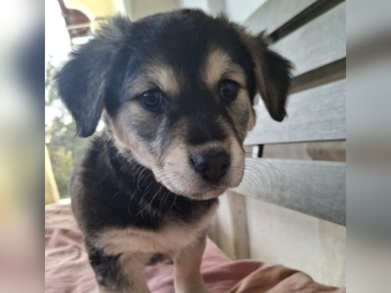 TONI - zauberhaftes Welpenmädchen sucht liebevolle Familie