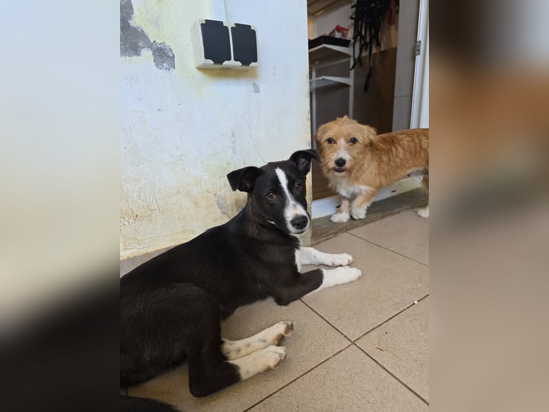 Aapo sucht Liebe und Abenteuer