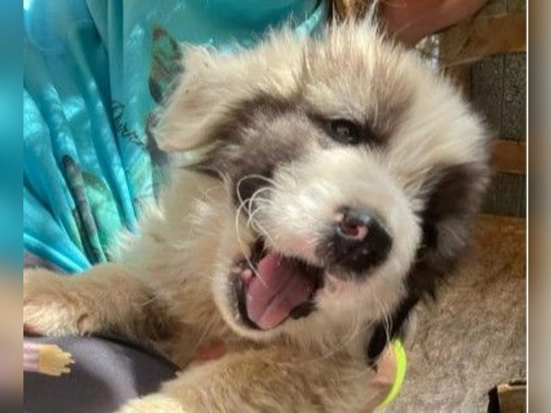 Julie Zuckerschnute Julie Zuckerschnute