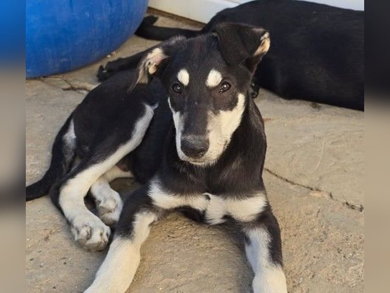 Fröhlicher Junghund Caspar sucht seine Menschen