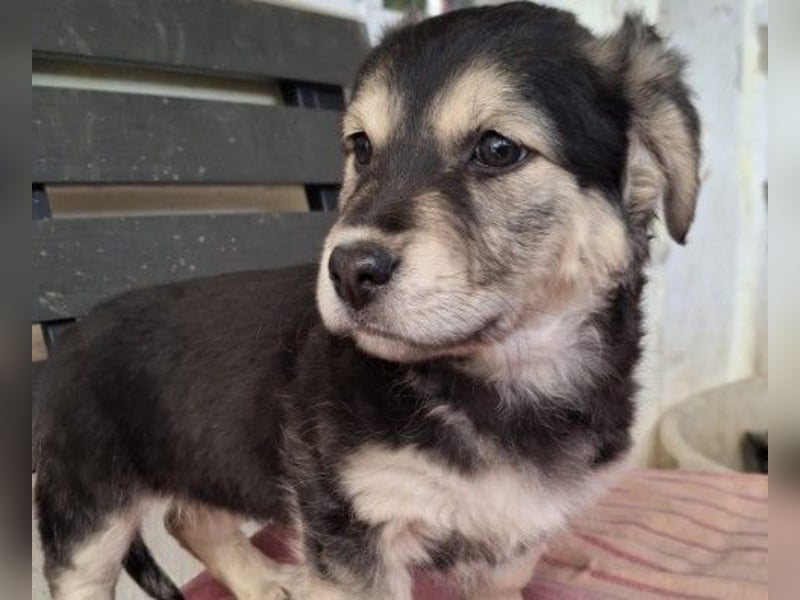 TONI - zauberhaftes Welpenmädchen sucht liebevolle Familie