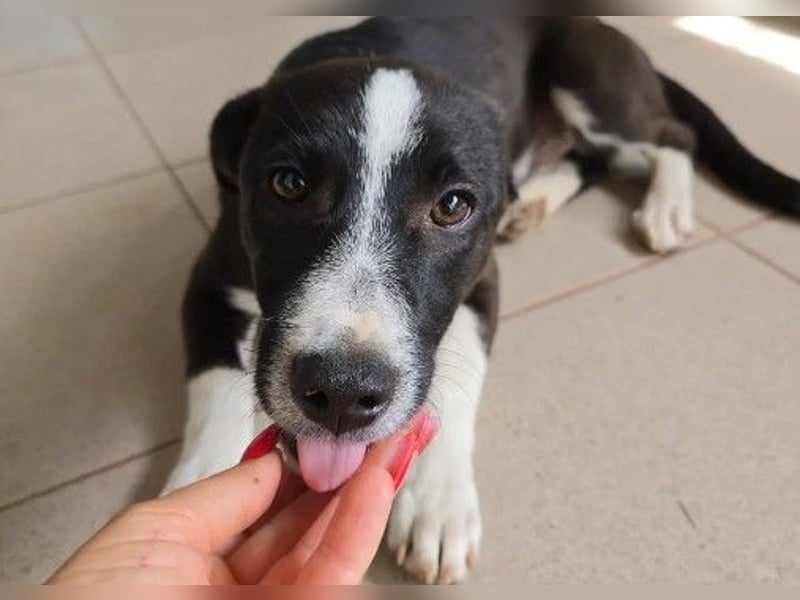 Aapo sucht Liebe und Abenteuer