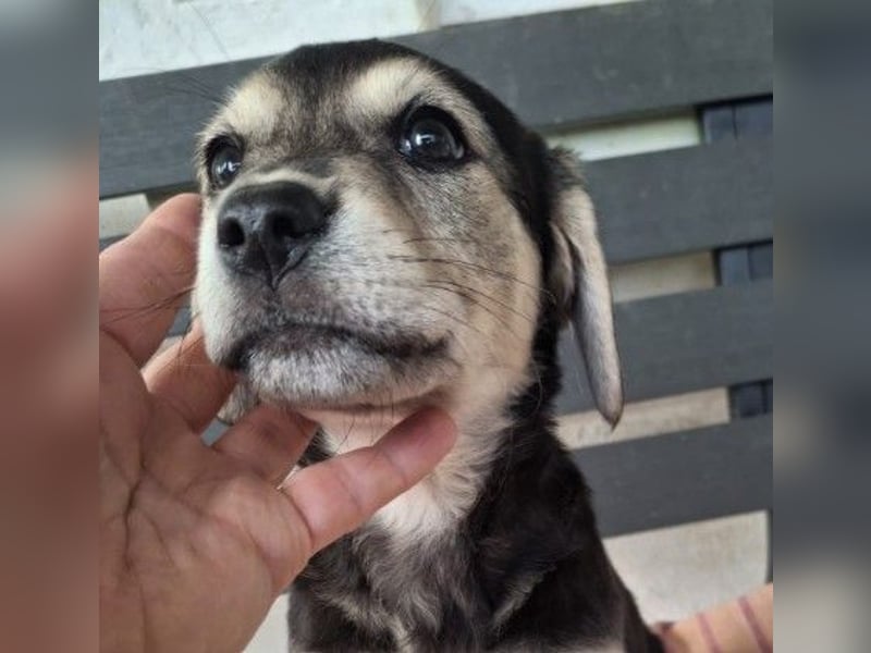 TILLY - zuckersüßes Welpenmädchen sucht liebevolle Familie TILLY - zuckersüßes Welpenmädchen sucht liebevolle Familie