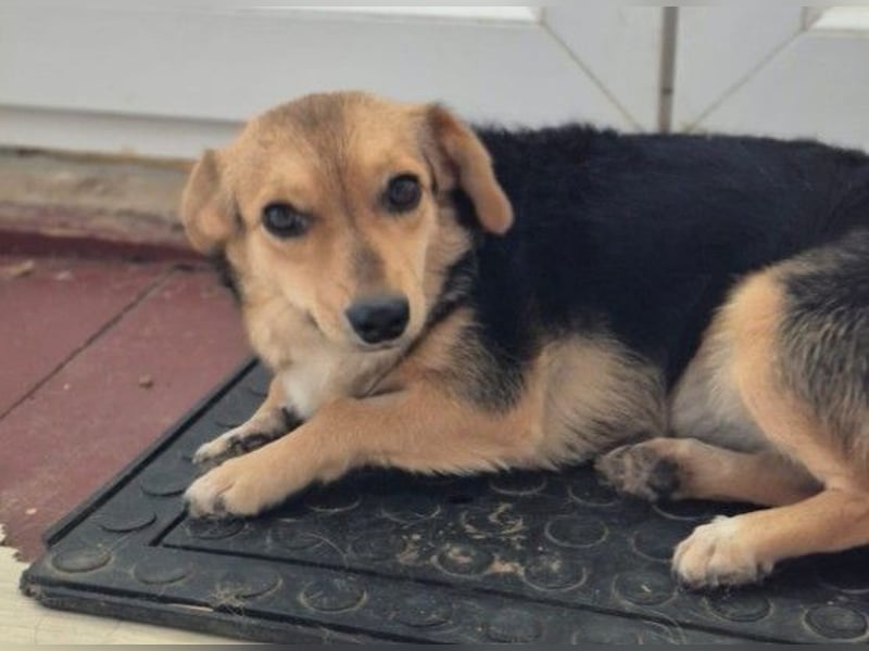 Zarte Seele Moni sucht Geborgenheit Zarte Seele Moni sucht Geborgenheit