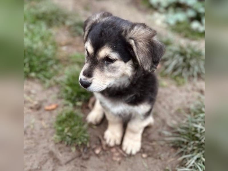 TONI - zauberhaftes Welpenmädchen sucht liebevolle Familie