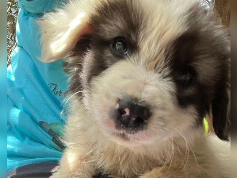 Julie Zuckerschnute Julie Zuckerschnute