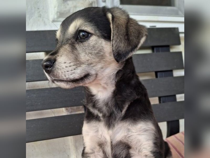 TILLY - zuckersüßes Welpenmädchen sucht liebevolle Familie TILLY - zuckersüßes Welpenmädchen sucht liebevolle Familie