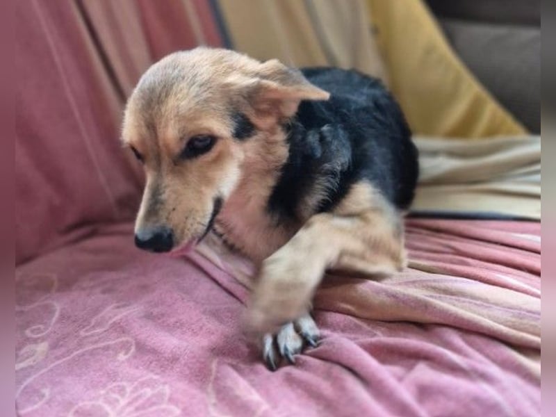 Zarte Seele Moni sucht Geborgenheit Zarte Seele Moni sucht Geborgenheit