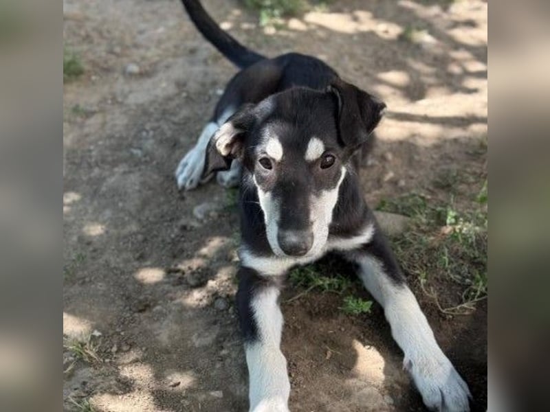 Fröhlicher Junghund Caspar sucht seine Menschen