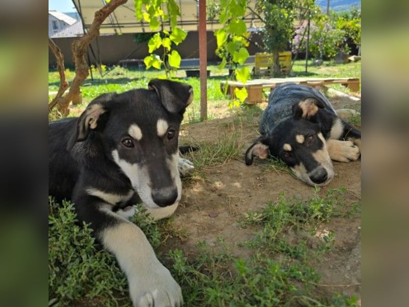 Fröhlicher Junghund Caspar sucht seine Menschen