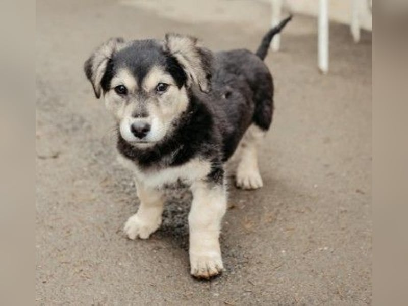 TONI - zauberhaftes Welpenmädchen sucht liebevolle Familie