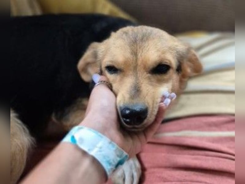 Zarte Seele Moni sucht Geborgenheit Zarte Seele Moni sucht Geborgenheit