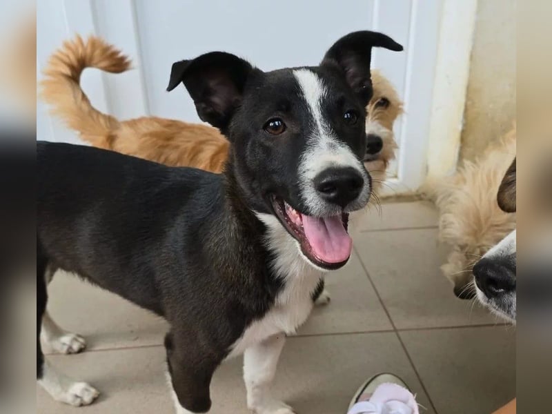 Aapo sucht Liebe und Abenteuer