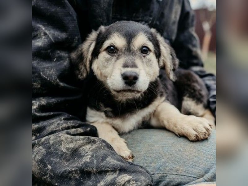 TONI - zauberhaftes Welpenmädchen sucht liebevolle Familie