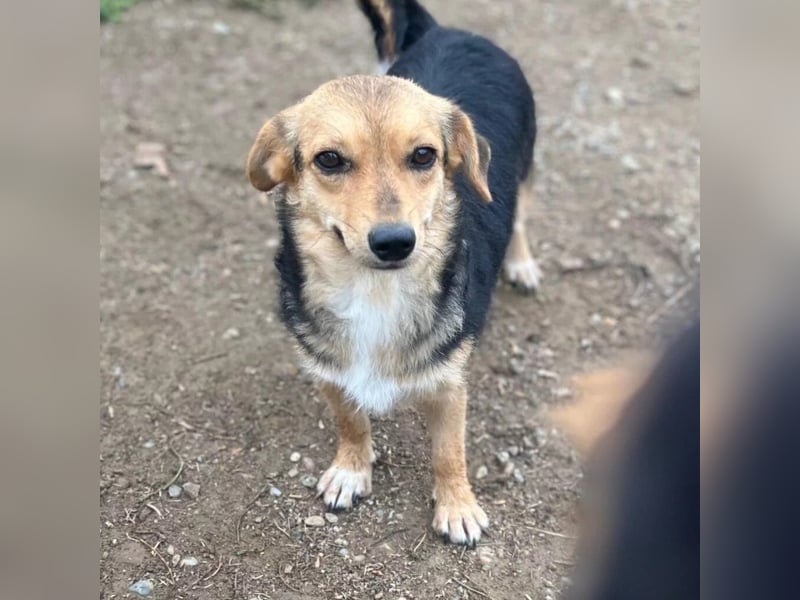 Zarte Seele Moni sucht Geborgenheit Zarte Seele Moni sucht Geborgenheit