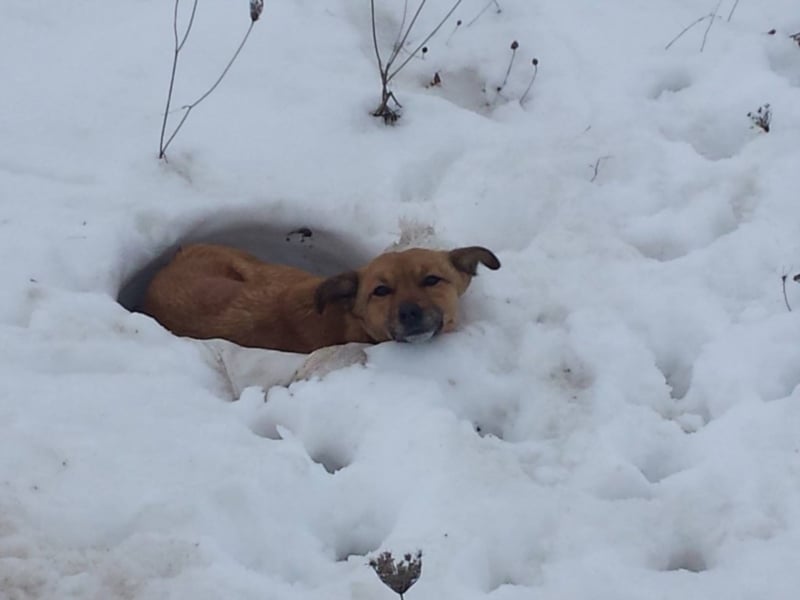 IM SCHNEE FAST ERFROREN ++ HERZENSWÄRME GESUCHT FÜR ZARA