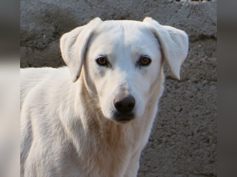 Clementina