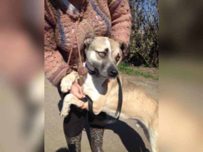 Felix sucht ein neues Zuhause 