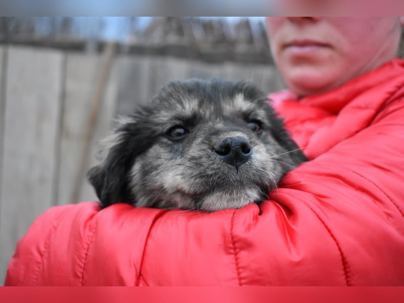 Krümel JASPER sucht sein FOREVER HOME