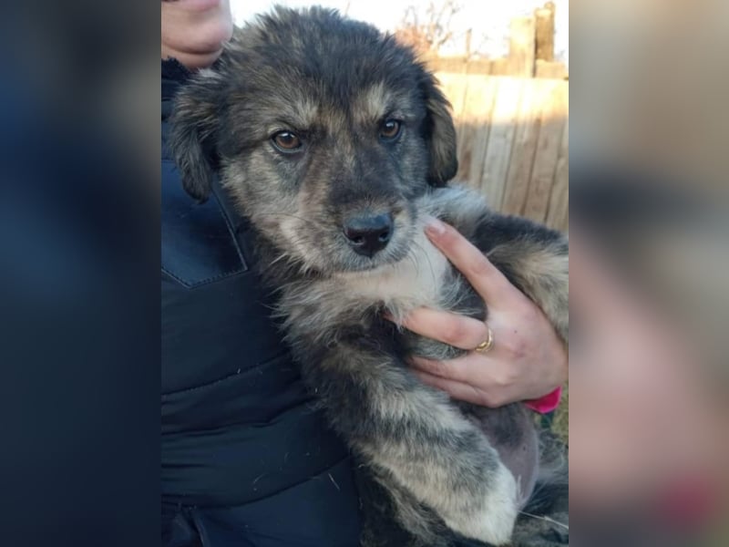 Krümel JASPER sucht sein FOREVER HOME