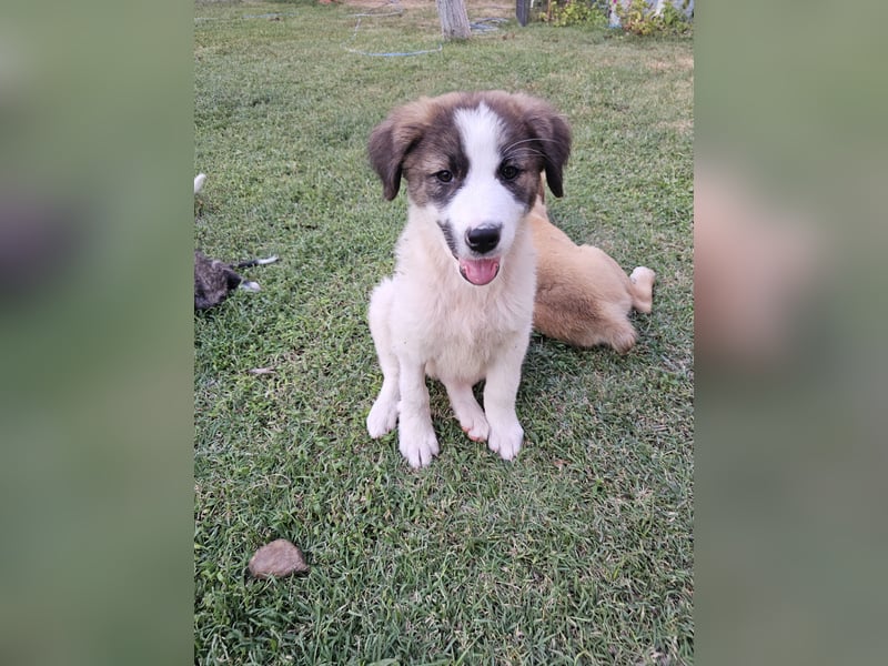 Hund Hündin Welpe Tierschutz Sari