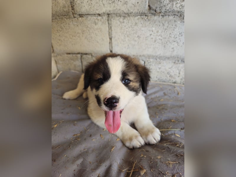 Hund Hündin Welpe Tierschutz Sari