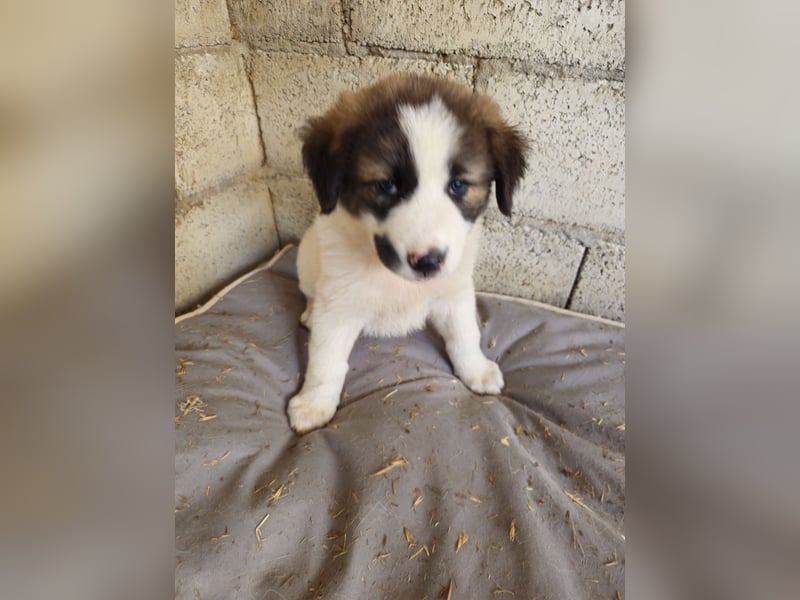 Hund Hündin Welpe Tierschutz Sari